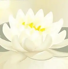 白莲花图片爱莲说水墨荷花图片西藏传统吉祥八宝图案矢量素材农村土