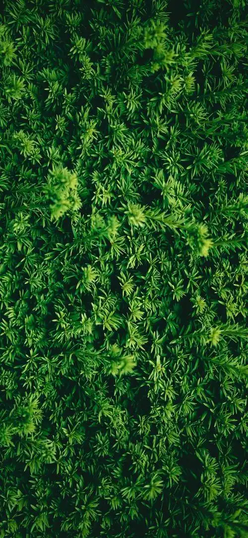 高清纯绿色护眼壁纸全屏(高清绿色护眼壁纸)(44)