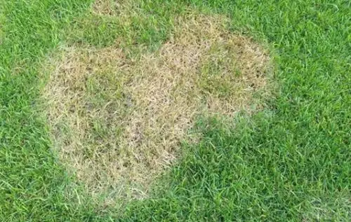 草坪褐斑病的症状及防治方法