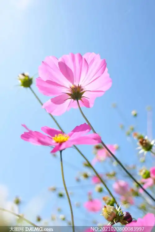 蓝天下的粉色花朵和花苞摄影图片