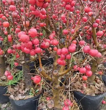 海棠 长寿果矮化(盆景素材)坐果后鲜红的果实挂满全树