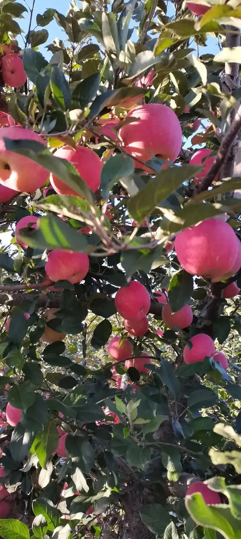 红富士苹果 #丰收的季节硕果累累 #只有照片能记录这份珍贵 - 抖音