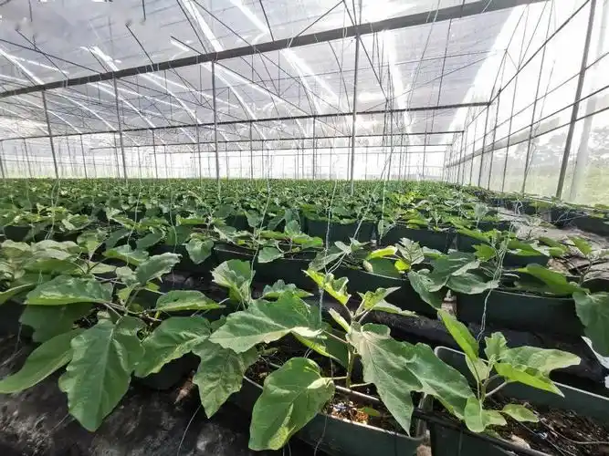 茄子定植的准备工作工人正在布置捆线在塘湾村的种植大棚内村民种植