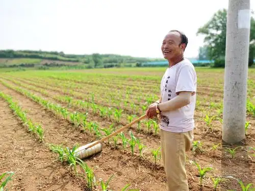 柴胡带起致富路——樊村镇柴胡种植纪实