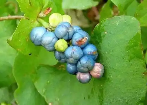 路边1种"拦路恶草",蛇虫见了绕路走,乡下常见,竟是珍贵草药