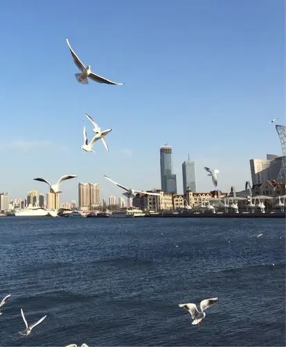 天津海河外滩公园飞翔在蓝天上空的海鸥