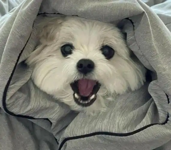 超可爱宠物头像【萌宠头像专辑】