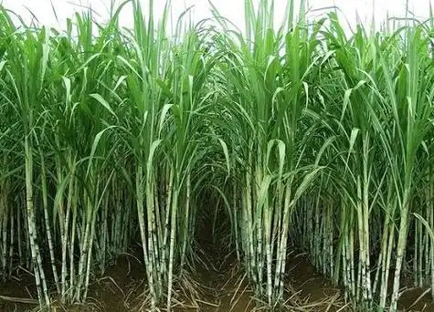 种植甘蔗用什么肥料最好-植物说