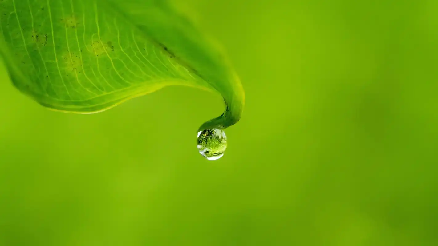 小清新植物上的露珠特写摄影高清桌面壁纸
