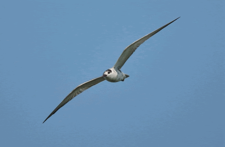 915_599gif 动态图 动图