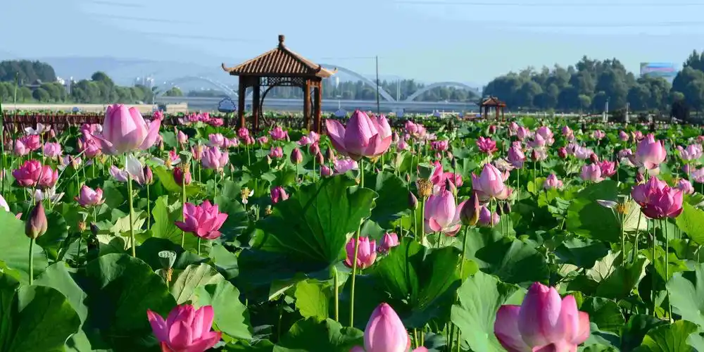 "绿色沁源 影动荷花"主题摄影大赛获奖作品赏析