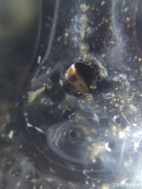 关于瓷器氧化气泡