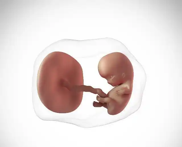 怀孕4个月宝宝在肚子里都做些什么?看完或许你会感觉他很忙