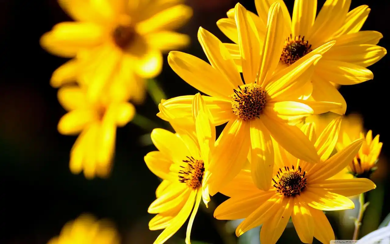 清新大自然唯美花儿经典高清图片电脑桌面壁纸下载