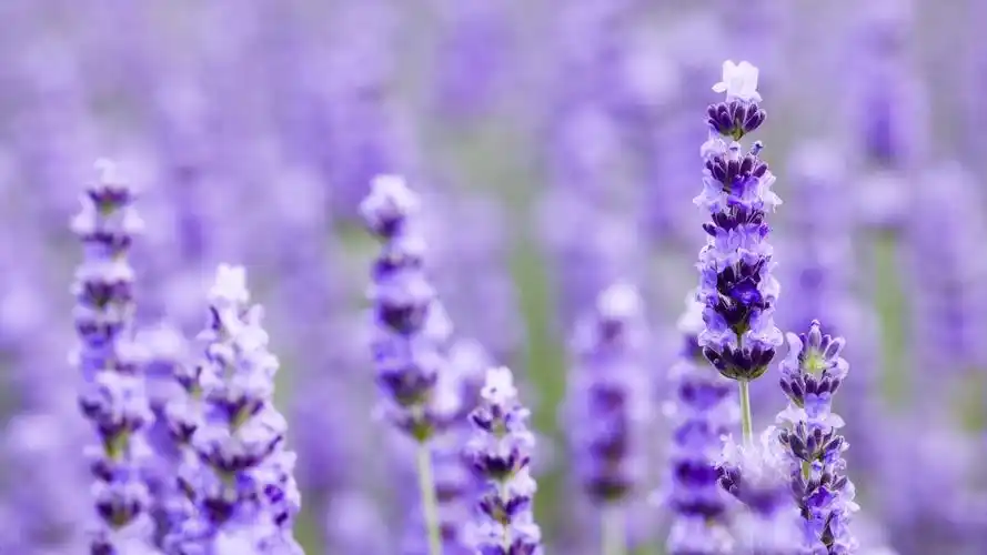 淡紫色薰衣草壁纸