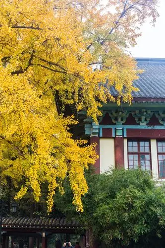 颜值无敌~我们打卡了东方最美校园——南师大随园校区在上周六的寒风