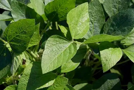 圣保罗州人工林中绿色大豆叶片的特写照片
