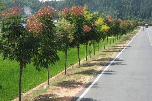 苗木技术行道树苗木的栽植环境