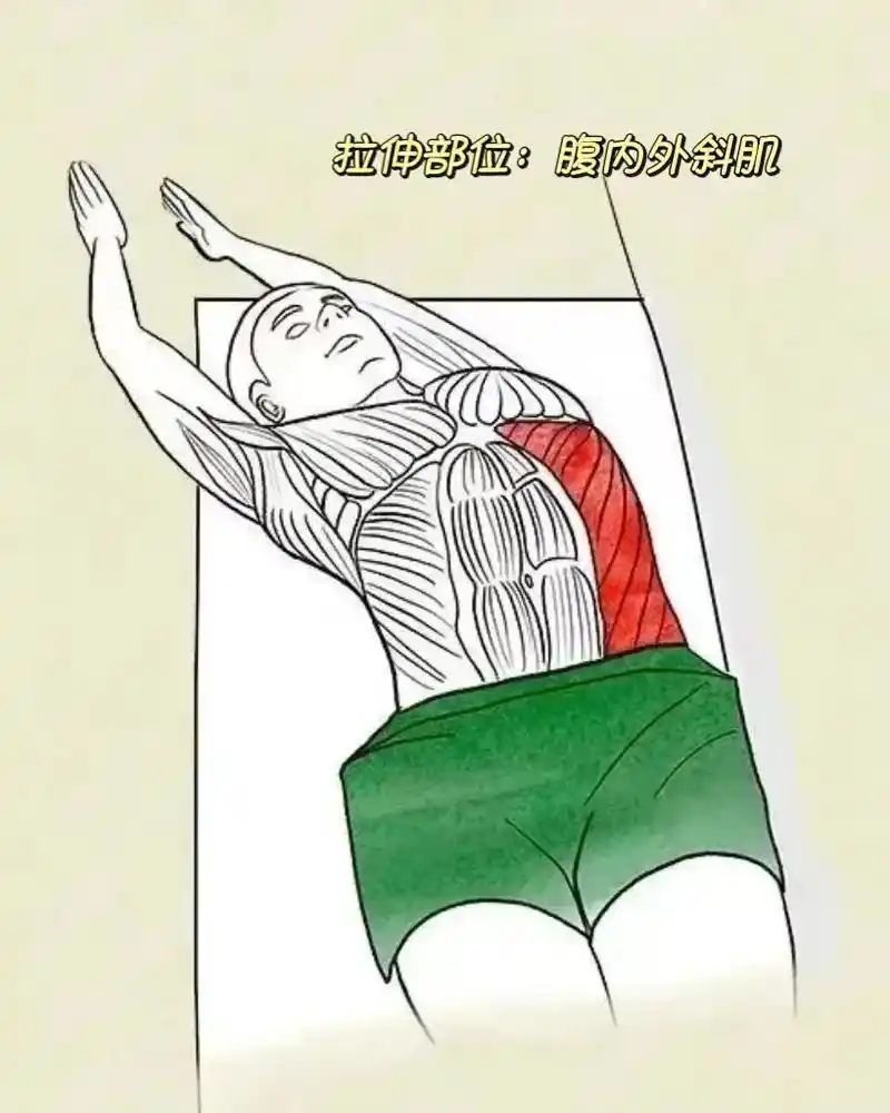 基础拉伸解剖图(下)