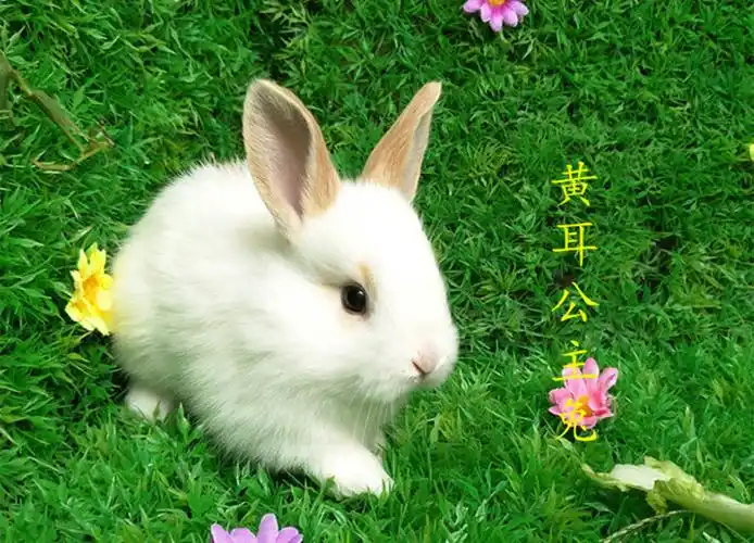 宠物兔宝宝活体 迷你公主兔熊猫兔 小白兔活体宠物兔两只送运输笼