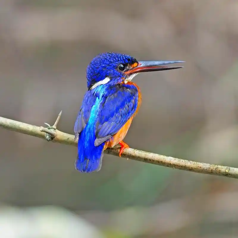 雄性蓝耳翠鸟,美丽的蓝色翠鸟,男性发蓝耳翠鸟 (alcedo meninting) 在
