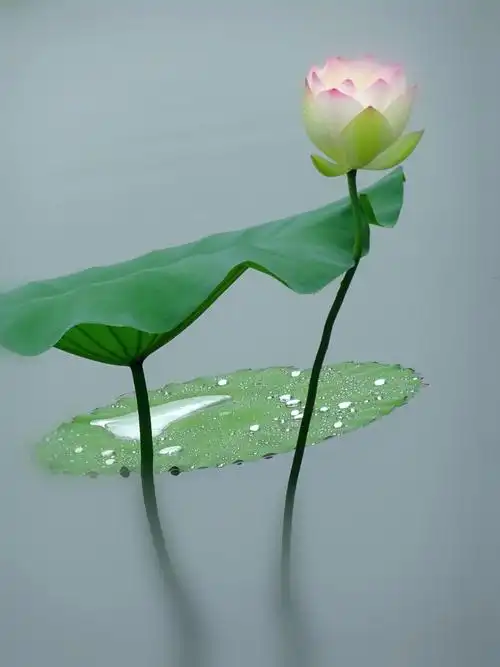 雨后禅荷花岛荷花靓丽