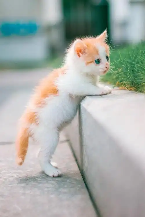 小猫图片萌死人 可爱小猫咪卖萌图片