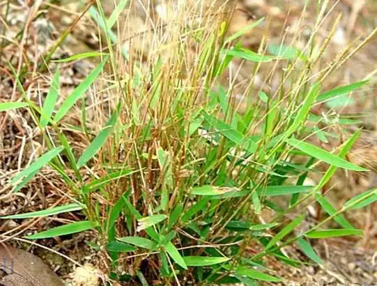 "神农草",原来就是农村老人口中的"不老草",有啥效果呢