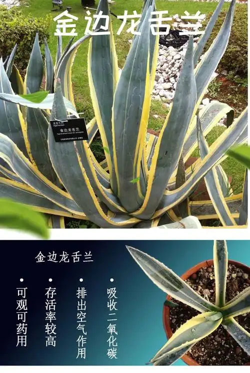 金边兰 金边芦荟 金边龙舌兰盆栽金边莲植好养 高度40cm苗 裸根不带土