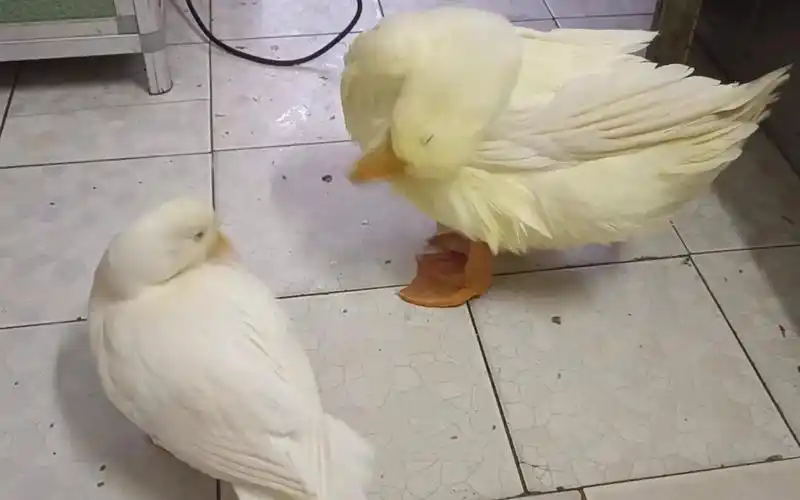 从小到大一起理毛的小鸭子