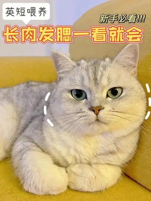 英短喂养60长肉发腮一看就会