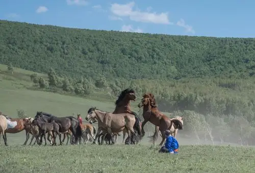 锡林郭勒的羊和马