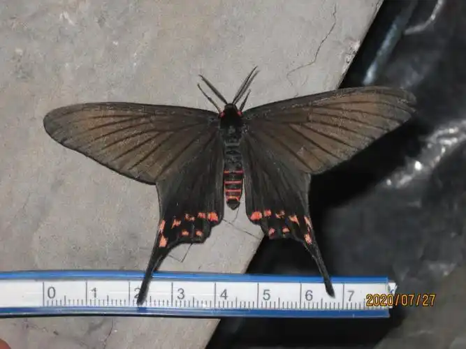 承德 打鹿沟 榆凤蛾及幼虫