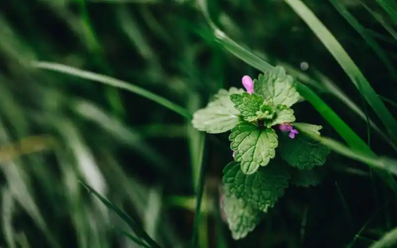 >植物壁纸>绿色护眼的薄荷植物图片桌面壁纸> ( 1 / 8 ) 2020-12-21