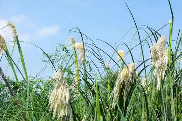 芦根的功效与作用 这物泡水竟能清胃热治口臭
