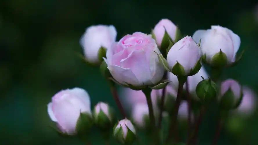 粉红色的玫瑰花蕾图片高清桌面壁纸