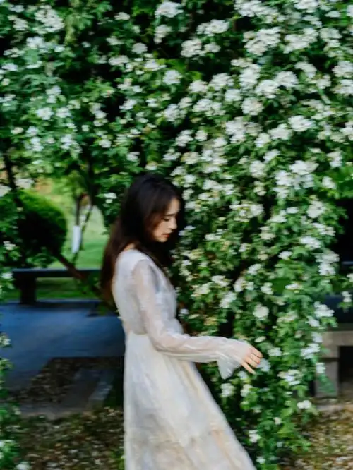 西安七里香多少人都羡慕的白色花瀑布