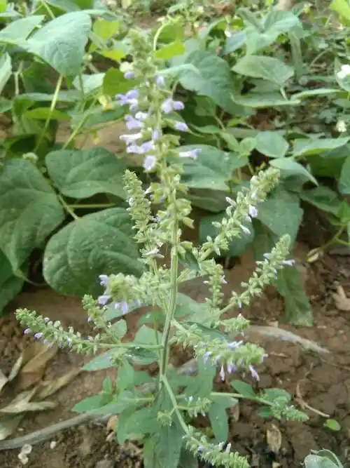 雪见草是什么样子的