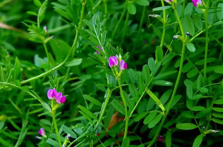 辨花识卉——救荒野豌豆