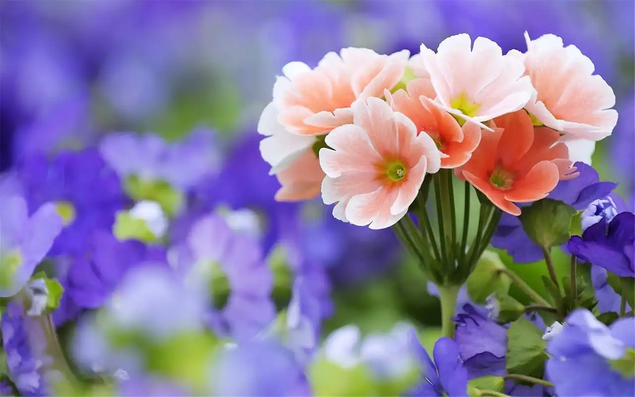 小清新风格静物简洁淡雅桌面壁纸