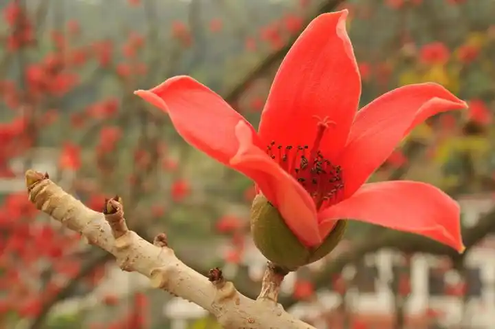 火红的木棉花