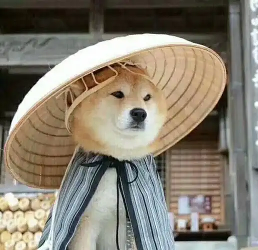 那些才算沙雕而不失气质的头像