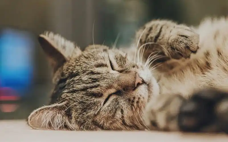 喵咪,萌萌的,汪星人,萌萌的,野生生物,哺乳动物,可爱喵咪,动物,壁纸肥