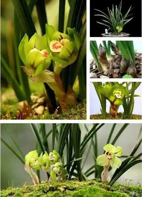 兰草的种类兰花的这30个品种