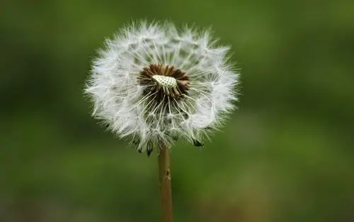 超美蒲公英风景图片电脑壁纸