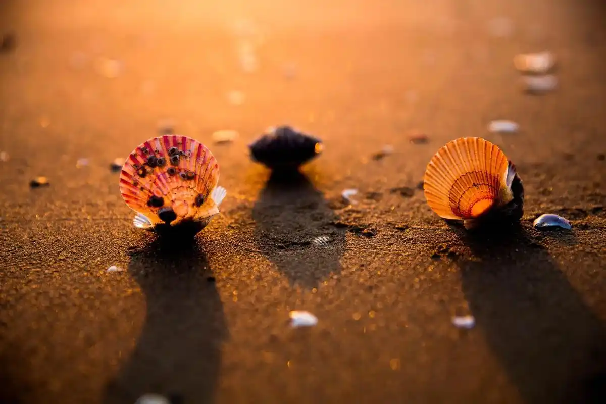 五彩缤纷的世界贝壳.五彩缤纷的贝壳,想看这么漂亮的贝壳吗?那 - 抖音