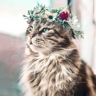 呆萌小奶猫头像大全