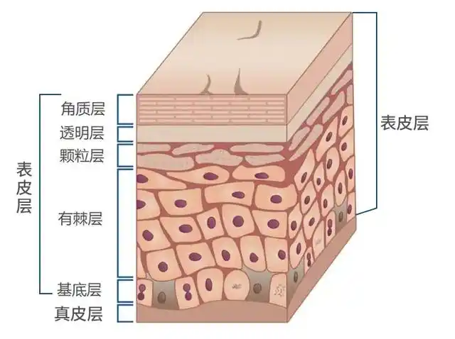 皮肤结构分为三层:表皮,真皮,皮下组织
