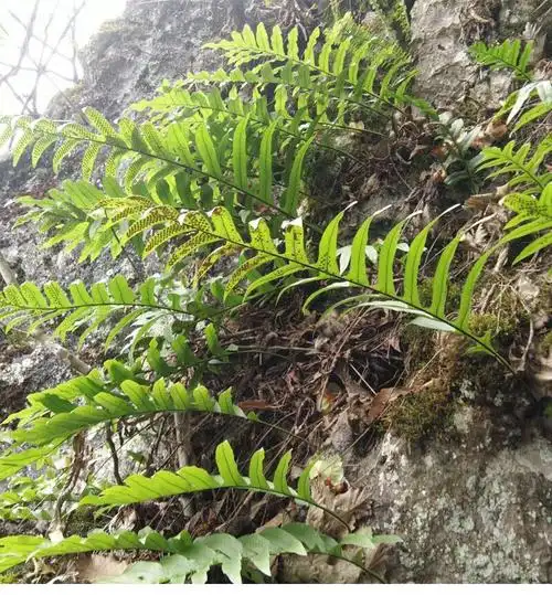 野生骨碎补中材申姜石姜巴崖姜碎骨补毛姜新鲜干货500克1斤 贵州野生
