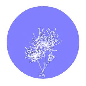 【蓝色彼岸花】图片免费下载_蓝色彼岸花素材_蓝色彼岸花模板-千图网